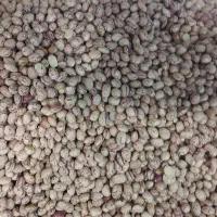 لوبیا چیتی و سفید