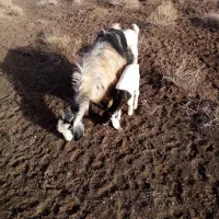 شاه بز|حیوانات مزرعه|نیشابور, دربقاضی|دیوار