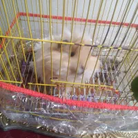 خوگچه هندی ناز