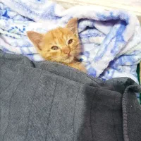 واگذاری گربه|گربه|قم, سنگ بند|دیوار