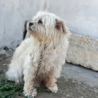 سگ شیتزو تریر