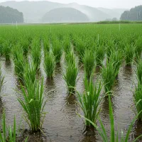 برنج هاشمی، از شالیزار شخصی|خوردنی و آشامیدنی|رشت, کوی عرفان|دیوار