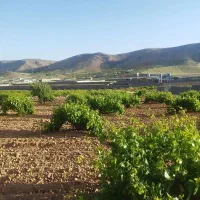 فروش باغ انگوری 1000 متری