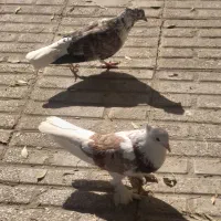 کبوتر فرشی|پرنده|مهاجران, |دیوار