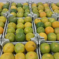 نیروی تره باری