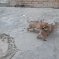 توله ژرمن شپرد|سگ|پاکدشت, پاکدشت (مامازند)|دیوار