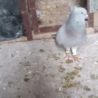 کبوترشامی دم سفید|حیوانات|شوشتر, |دیوار