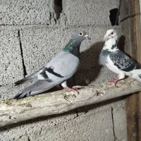 پلاکی مسافتی درجه یک|پرنده|سراب, |دیوار