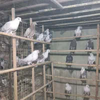 ۲۱۰عددکبوترپرشی به شرط دونه۲۵۰ هزارتومان .فقط یکجا|پرنده|تهران, ارامنه|دیوار