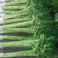 انواع بامبو