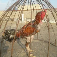 تخم مرغ لاری