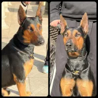 گمشده (مژدگانی)