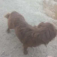 سگ پاکوتاه کوکنی|سگ|چناران, |دیوار