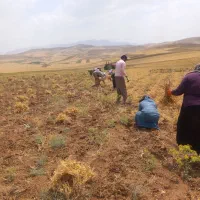 سرکارگر محمدجمالهستم|خدمات باغبانی و درختکاری|اسدآباد, |دیوار