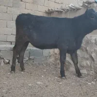 گاو و گوساله (تلیسه برانسویس)|حیوانات مزرعه|کامفیروز, |دیوار