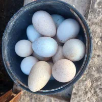 تخم بوقلمون نطفه دار