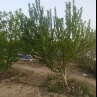 باغچه-480-متر-پروژه-سرو