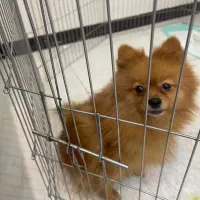 پامر روباهی رنگ پرتغالی