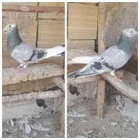 کبوتر گرفتنی سرور.سینماش.دوکت.پلاکی و ابلغ طوقی