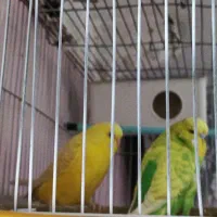 مرغ عشق انگلیسی|پرنده|اهواز, شهرک دانشگاه|دیوار