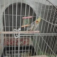 عروس هلندی|پرنده|اردکان, |دیوار