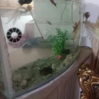 آکواریوم با کل وسایل موجود و ماهی|ماهی|سراب, |دیوار