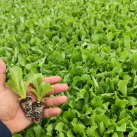 نِشآ کاهو کرفس کلم و...سفارش انواع نِشا|خدمات باغبانی و درختکاری|دزفول, |دیوار