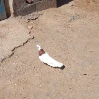 کبوتر طوقی