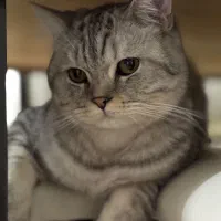 گربه اسکاتیش