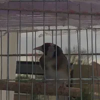 پرنده سهره بخون