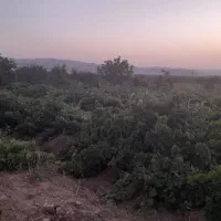 فروش یک جیریب  باغ  انگوری درجه یک|فروش خانه و ویلا|ملایر, |دیوار