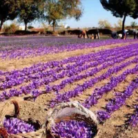 زعفران