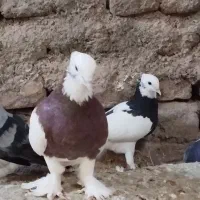 تعدادی کفتر فروشی|پرنده|بم, |دیوار