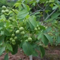 ارسال نهال از معتبرترین نهالستان کشور|خدمات باغبانی و درختکاری|کجور, |دیوار