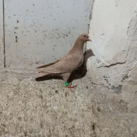 ماده زرد پلاکی کبوتر کفتر