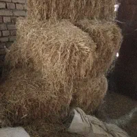 پرس گندم نصف قیمت