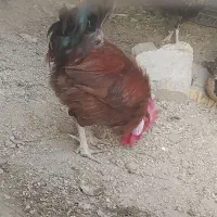 و غاز و خروس|حیوانات مزرعه|آبادان, |دیوار