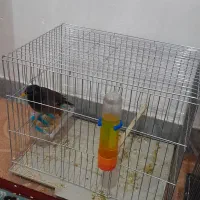 مینا جوان وچشم ستاره ای سخنگو