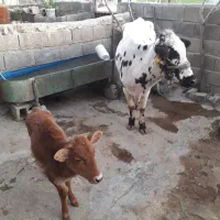 گاو و گوساله