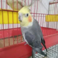 سخنگو مولد به همراه دوتا جوجه بالغ