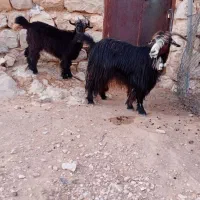 بز وبیگ جوان