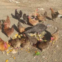 فروش 20عدد مرغ تخم گذار|حیوانات مزرعه|سقز, |دیوار