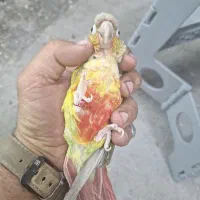 گرینچیک نر اناناسی|پرنده|کارون, |دیوار