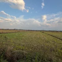 2000متر-شالیزار-مستطیل-بر-کوچه-دسترسی-عالی