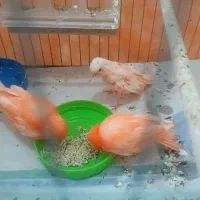 قناری جوجه رد فکتور اورجینال