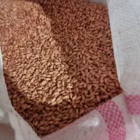 گندم صدرا بزری|خدمات باغبانی و درختکاری|روانسر, |دیوار