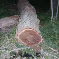 خرید وفروش چوب گردو|خدمات باغبانی و درختکاری|فردیس, سرحدی|دیوار