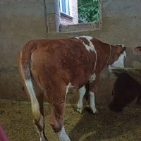 گوساله ماده سیمینتال