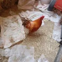 خروس پاپر نژاد برهما چاق سنگین وزن|حیوانات مزرعه|محمدیه-قزوین, |دیوار