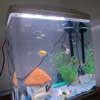 آکواریوم|ماهی|ایلام, |دیوار